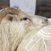 Islantilainen lammas ja lanka - uuhi odottaa vuoroaan keritsemisjonossa Kuva: Terhi Ilosaari